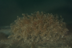 Polybranchia pallens