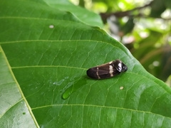 Ectemnonotum bivittatum