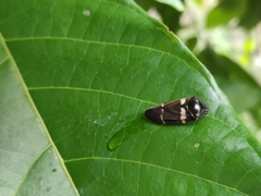 Ectemnonotum bivittatum