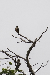 Microhierax fringillarius