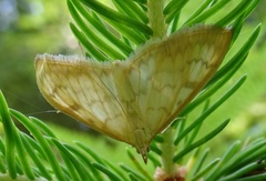 Paratalanta pandalis