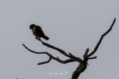 Microhierax fringillarius