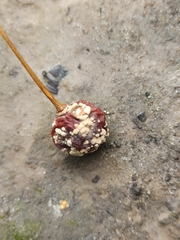 Monilinia
