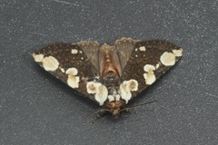 Thyatirinae