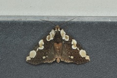 Thyatirinae