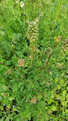 Sanguisorba officinalis