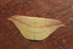 Tridrepana argentistriga