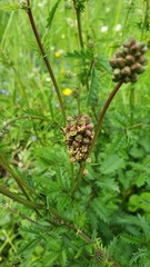 Sanguisorba officinalis
