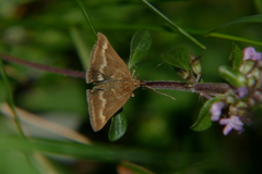 Pyrausta aerealis