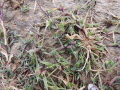 Sporobolus aculeatus