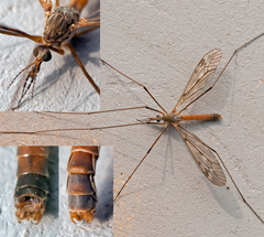 Tipula scripta