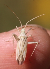 Miridius