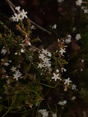 Leucopogon microphyllus