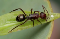Polyrhachis schenckii