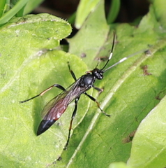 Stenichneumon