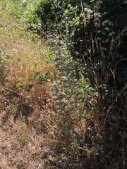 Echium italicum
