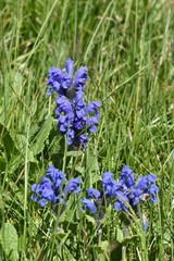 Dracocephalum grandiflorum