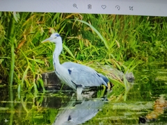 Ardea cinerea