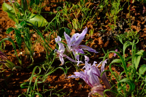Gifberg Bobbejaantjie (Babiana toximontana)