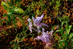Babiana toximontana