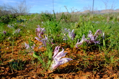 Babiana toximontana