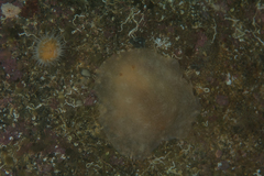 Doriopsilla peculiaris