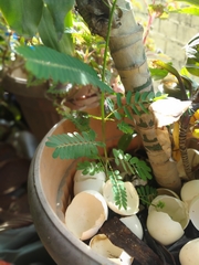 Phyllanthus urinaria