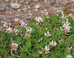 Trifolium thalii