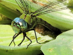 Coryphaeschna adnexa