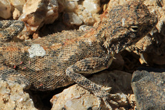 Agama anchietae
