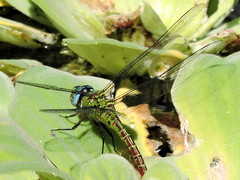 Coryphaeschna adnexa