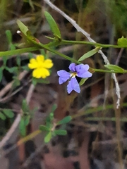 Hibbertia bracteata