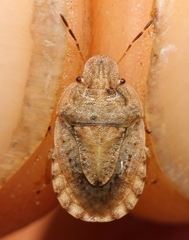 Sciocoris macrocephalus
