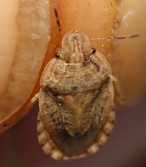 Sciocoris macrocephalus