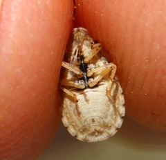 Sciocoris macrocephalus