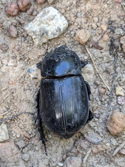 Trichogomphus mongol