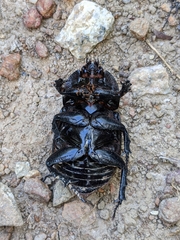 Trichogomphus mongol