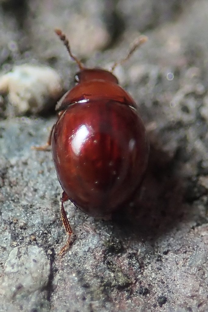 Agathidium badium