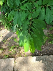 Asimina triloba