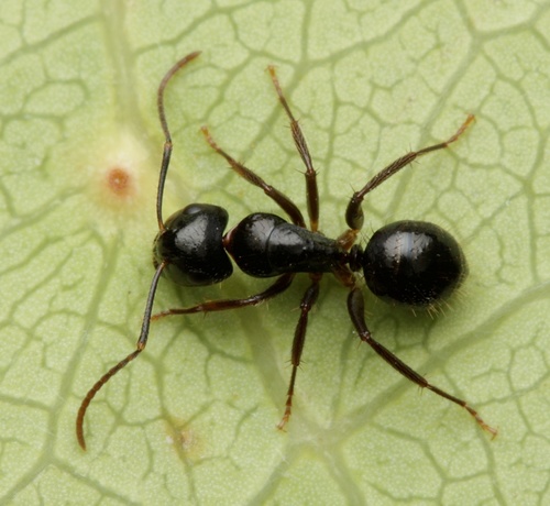 Camponotus simpsoniCamponotus simpsoni