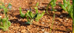 Ornithogalum hallii