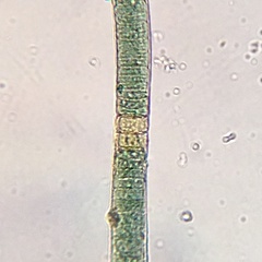 Nodularia