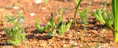 Ornithogalum hallii