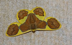 Plutodes pseudocyclaria