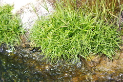 Fimbristylis dichotoma ochotensis