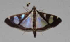 Glyphodes actorionalis