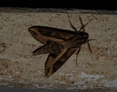 Hippotion velox