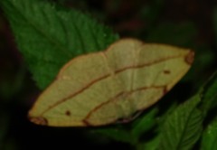 Hypochrosis hyadaria