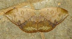 Lissoblemma lunuliferata