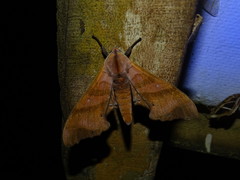 Marumba nympha